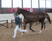 Appio Claudio TosTour2013- S5 2989 : Appio Claudio, Arezzo, Arezzo Equestrian Centre, Cavalli d'Italia, Toscana Tour 2013, foto di Stefano Secchi ©
